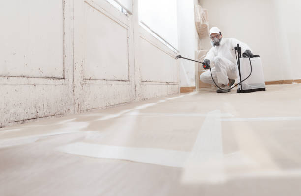 Black mold remediation team in Byron Center